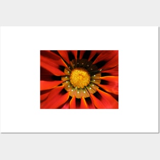 Gazania 1 Posters and Art